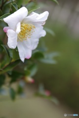 そっと山茶花