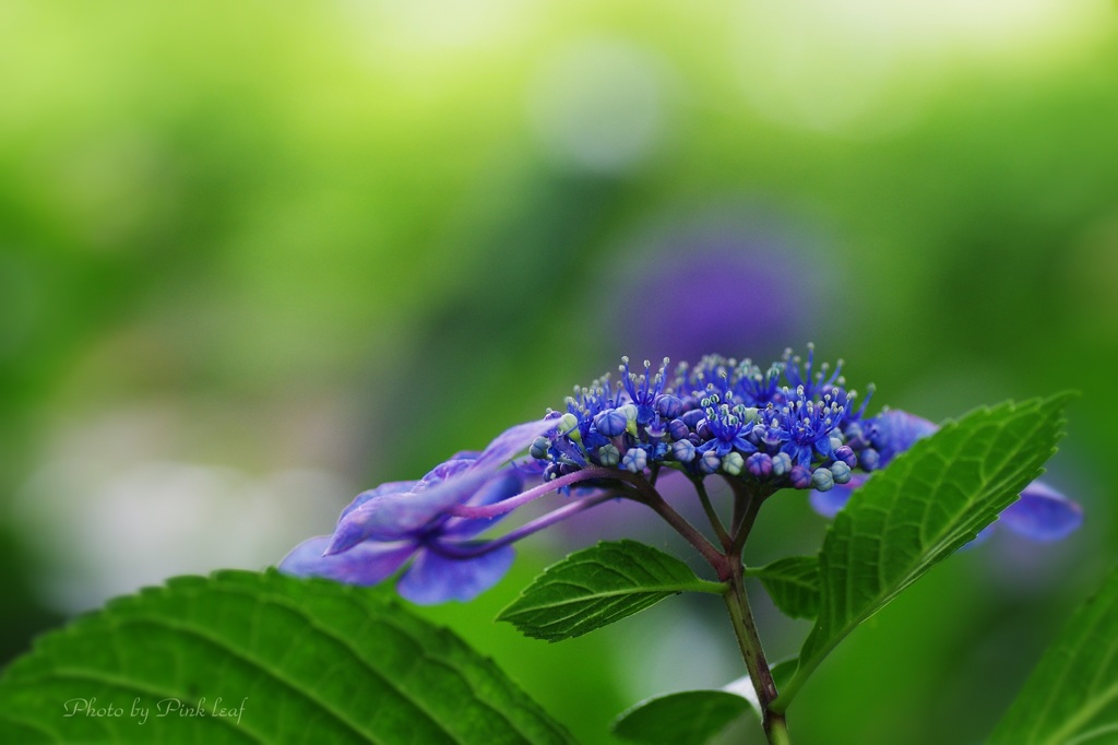 水無月の華 