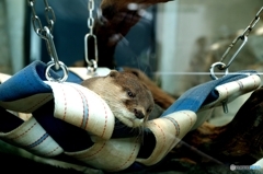 まどろむコツメカワウソちゃん