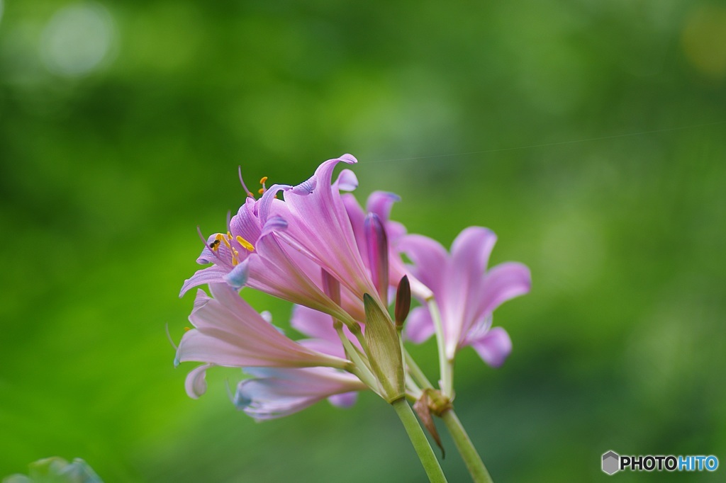 ④　初秋の草むらで
