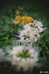 白花のムコウ鍾馗水仙