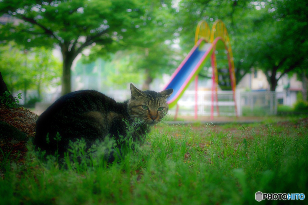 新緑の公園の green eye