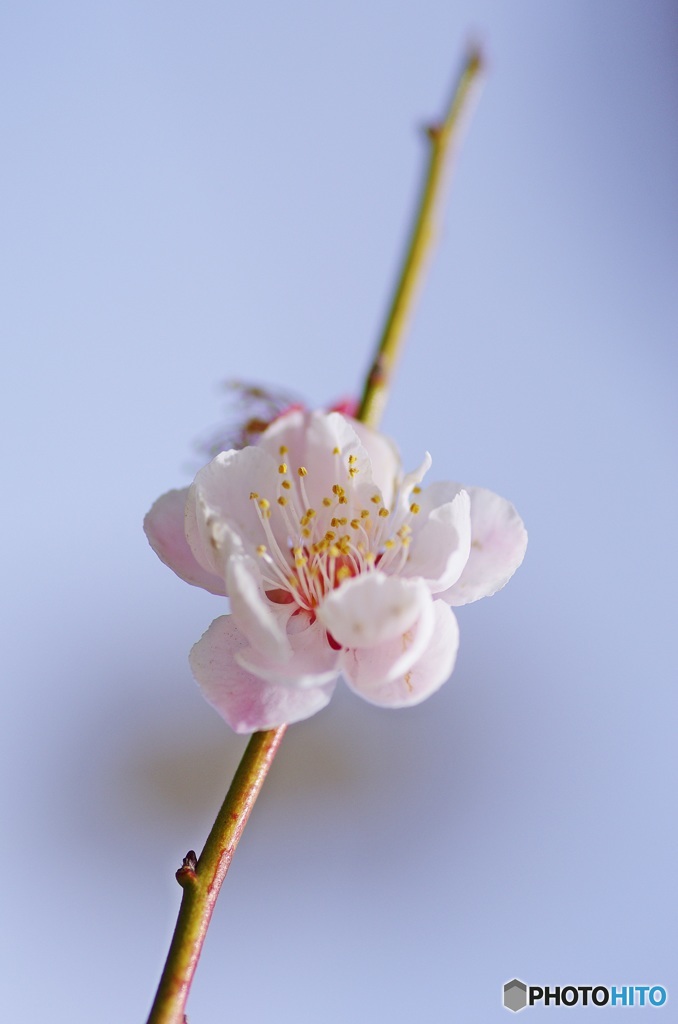 平成最後の舞姿