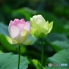 どぶ池の夫婦蓮