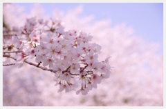 ふるさと桜の記憶③