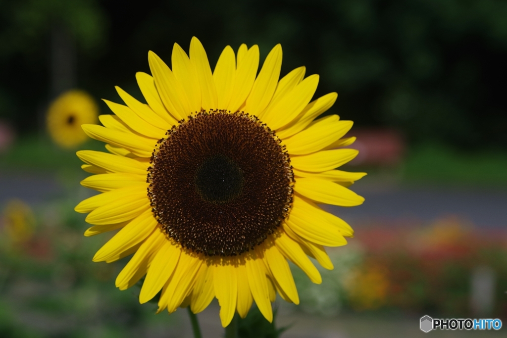 夏の花ひまわり