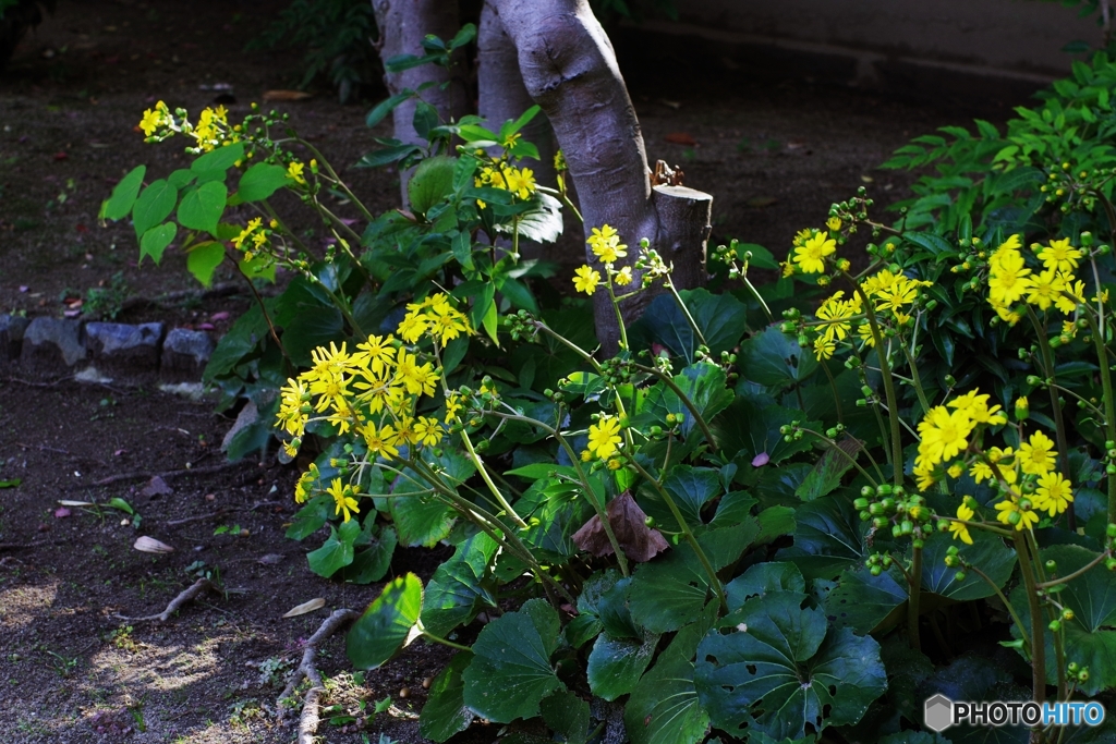輝くツワブキたち☆