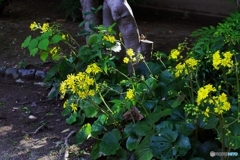 輝くツワブキたち☆