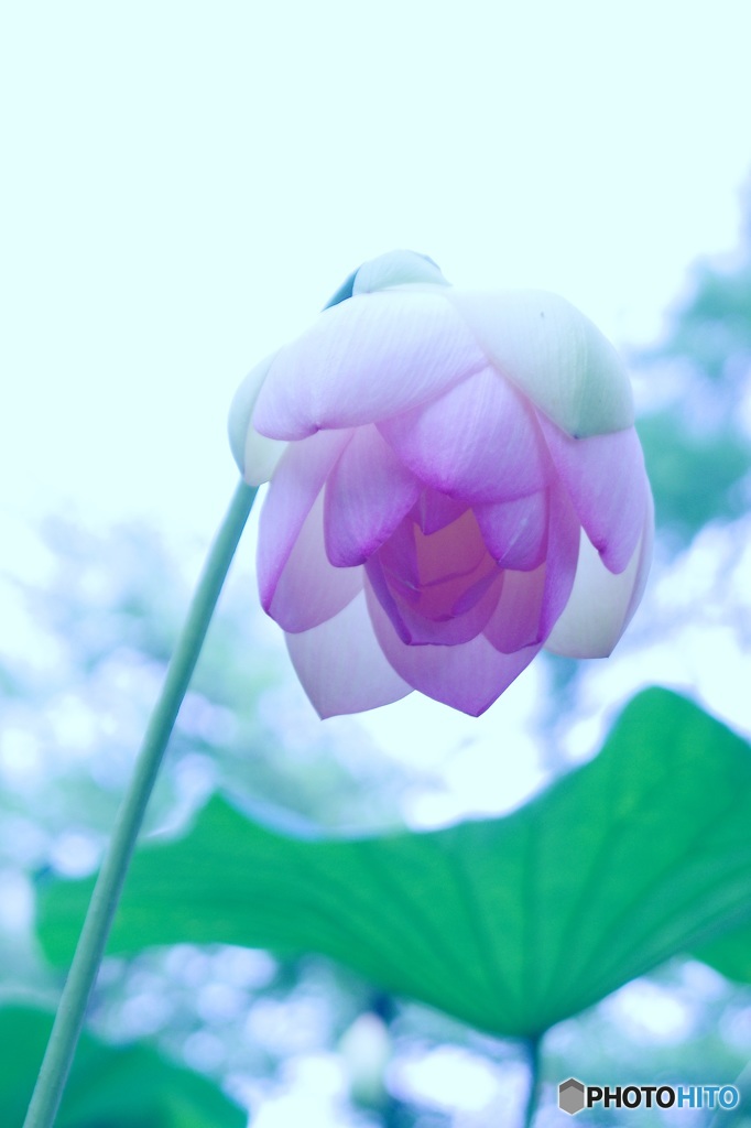 見守る蓮②