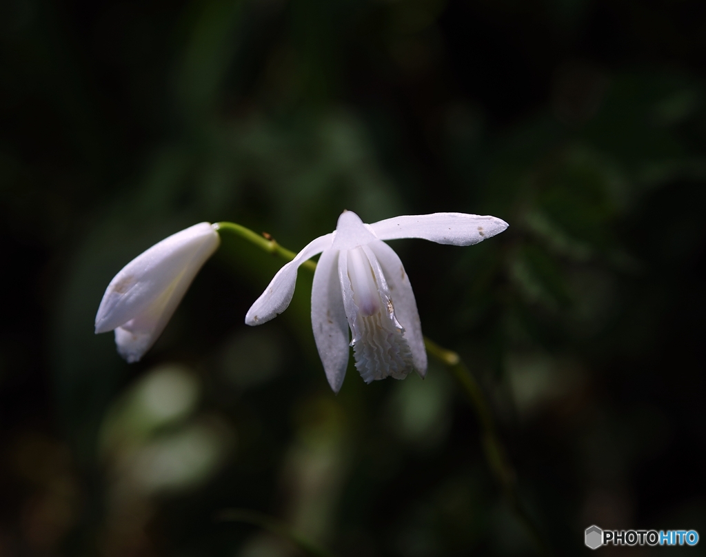 白花紫蘭を捧げます