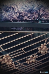 桜の欄干から