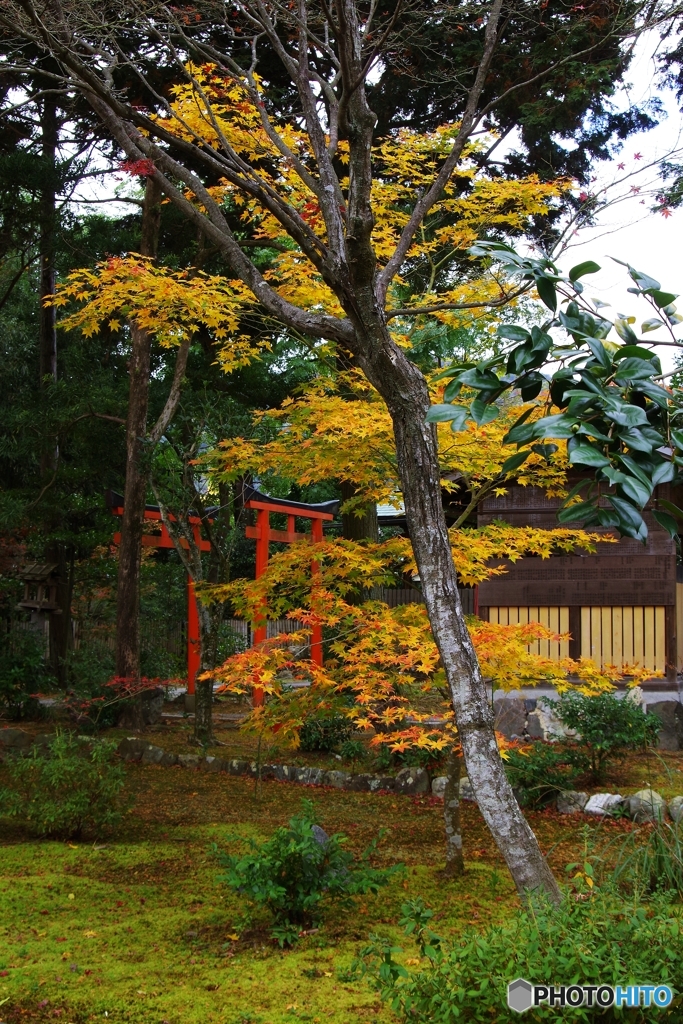 黄葉と寺院の中の鳥居