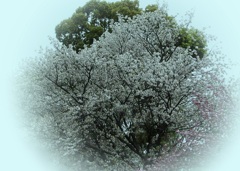 空一面のフレグランス✿滝香
