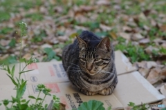 児童公園の三匹の猫さん