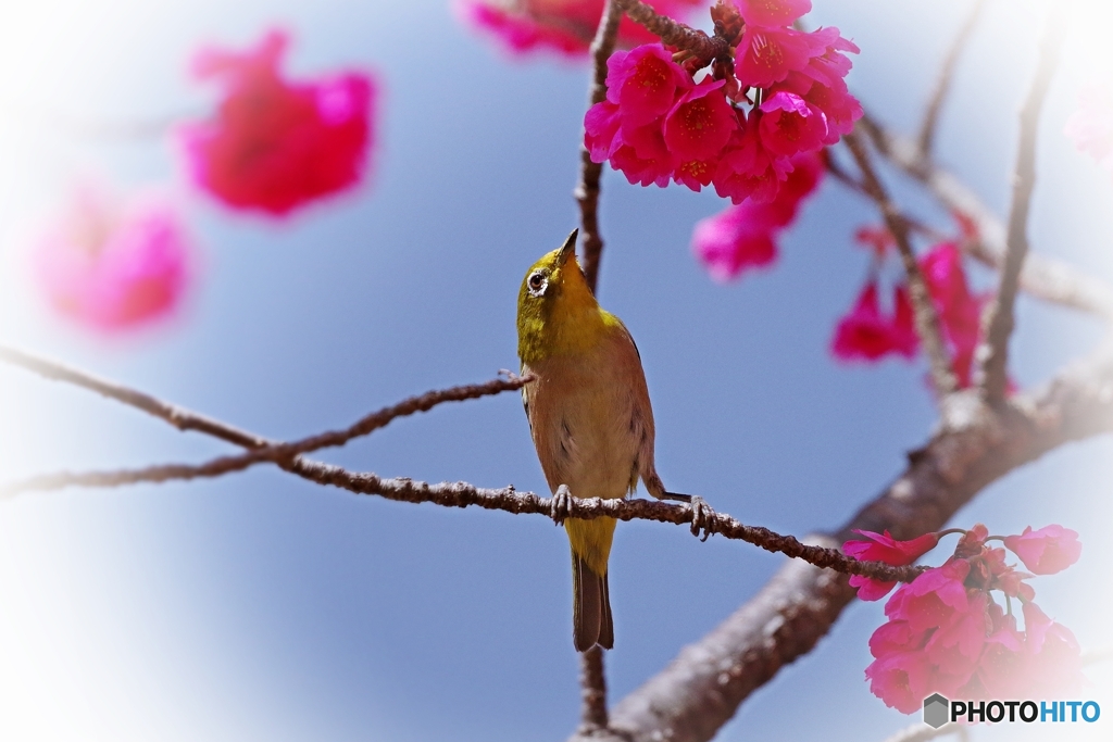 蜜を探すメジロさんの目が真剣です