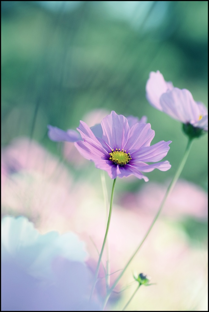 レトロちっく秋桜