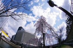 小さき枝垂れ桜なれど 