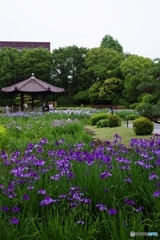 七分咲き