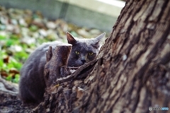 児童公園の三匹の猫さん