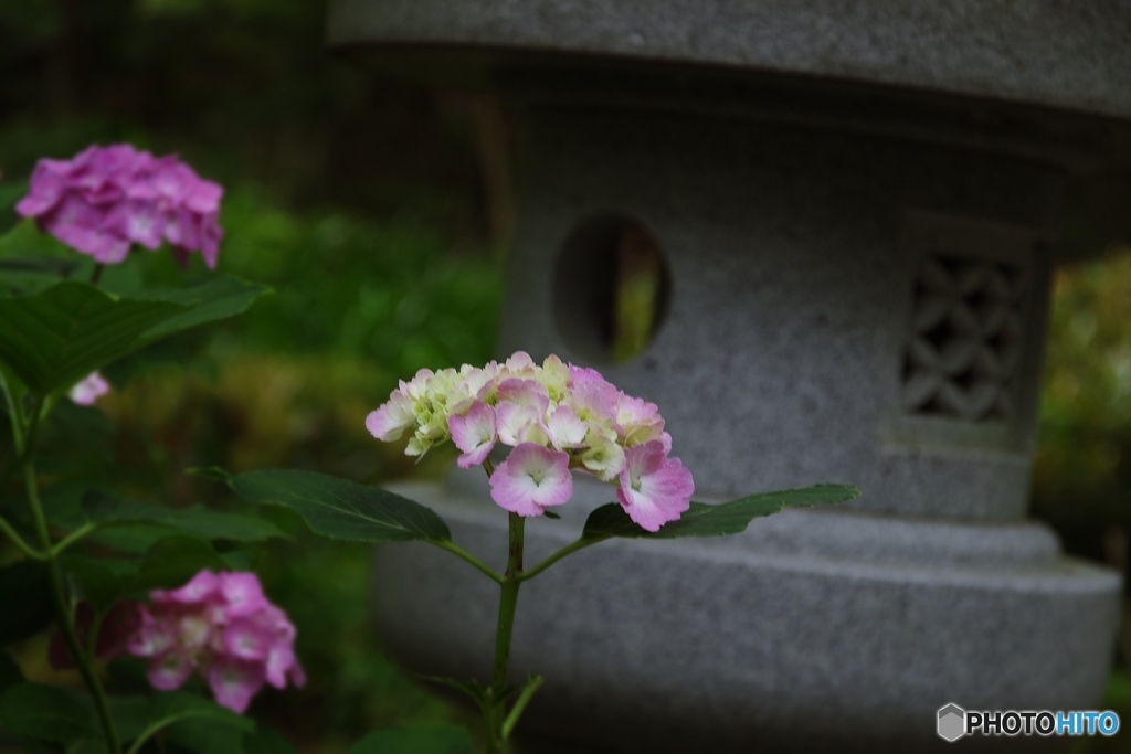 石灯籠に紫陽花