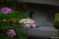 石灯籠に紫陽花