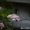 石灯籠に紫陽花