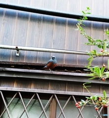 イソヒヨドリさんが来てくれた♪