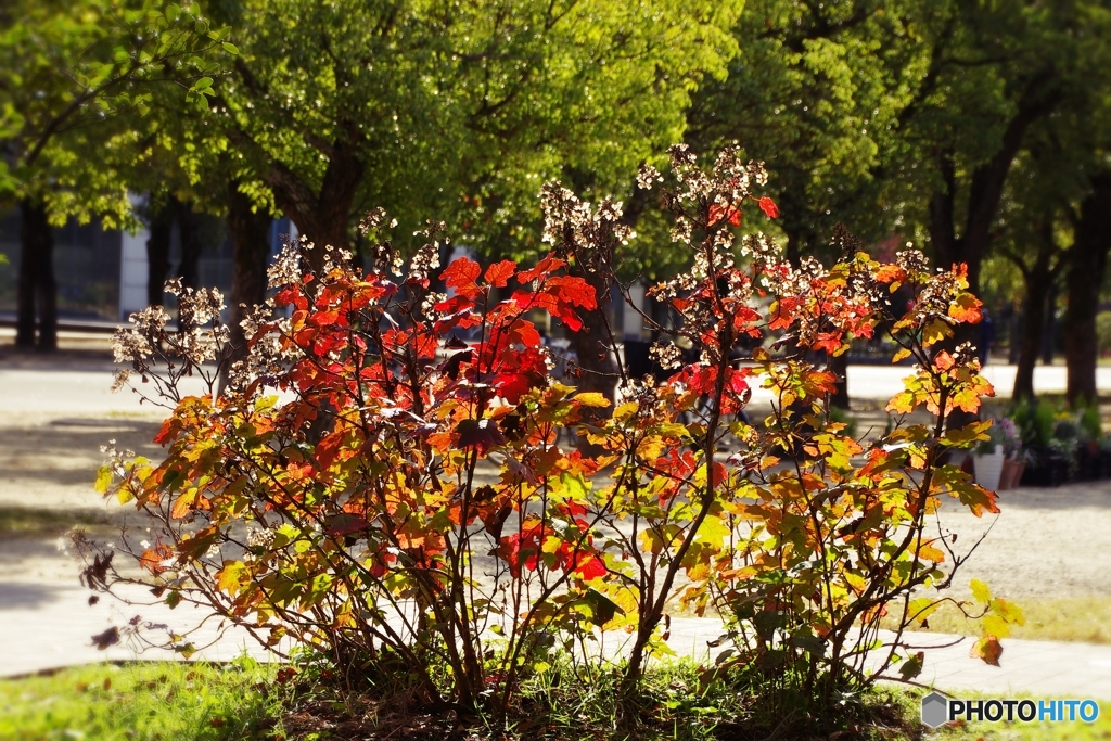 煌 紫陽花の紅葉