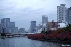 川沿いの桜の紅葉