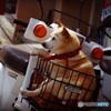 酒造の町でわんこ