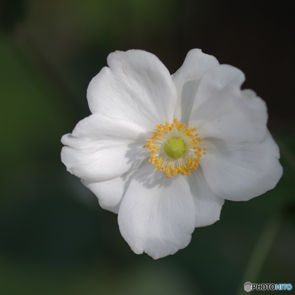 秋明菊 白