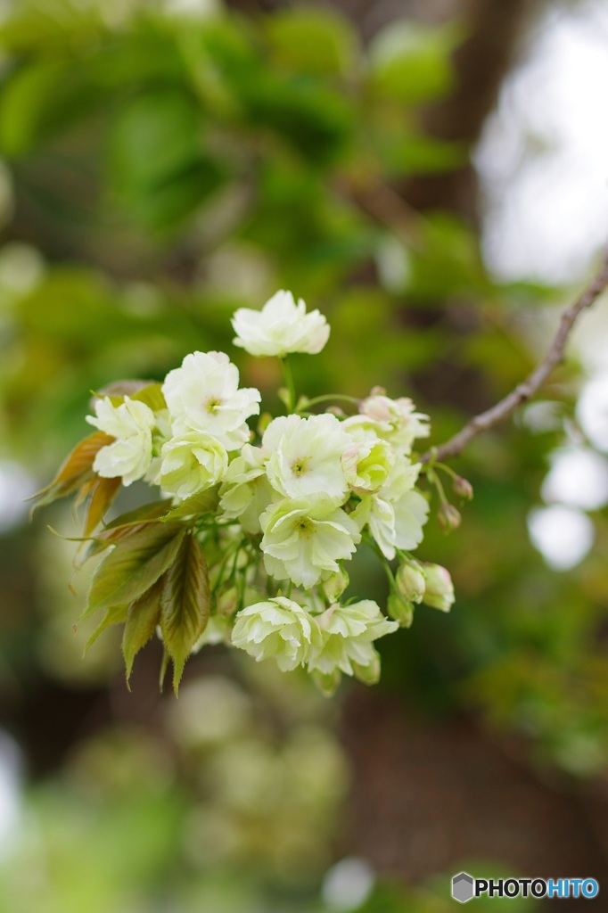 堀川下立売のみどりの桜