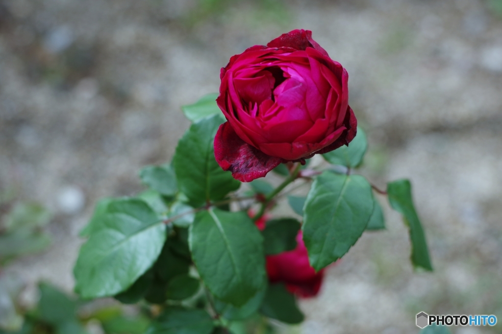 「はいから」さん