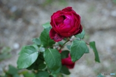 「はいから」さん