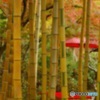 金明竹越しの秋