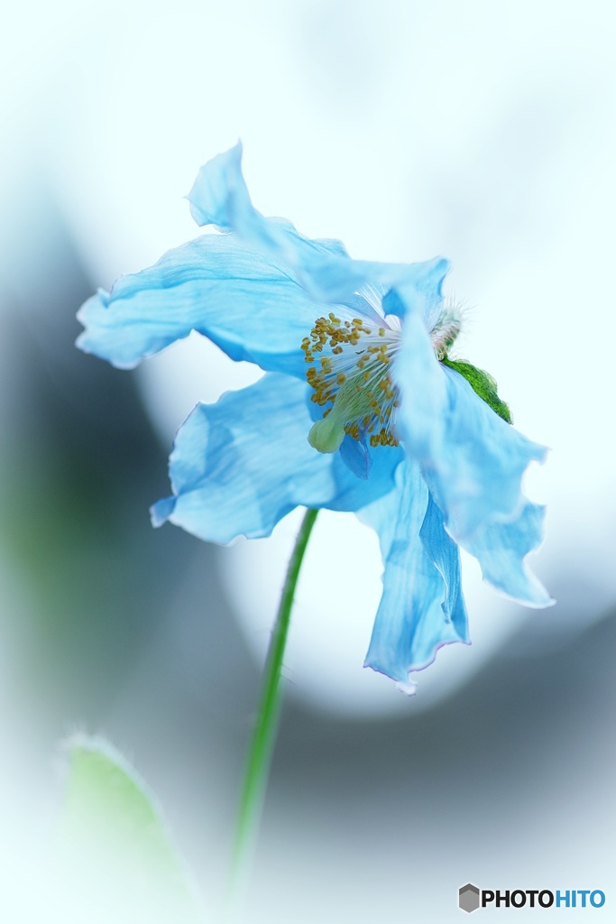 青涼華