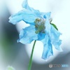 青涼華