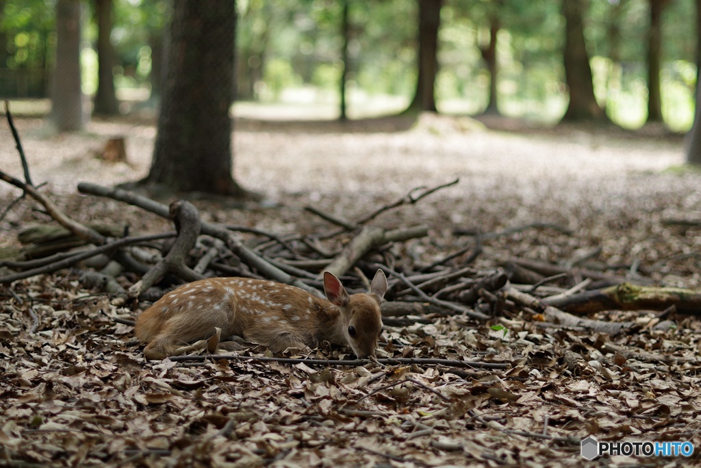 もう疲れたのん。。。