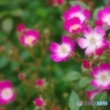 アズミノ① soft