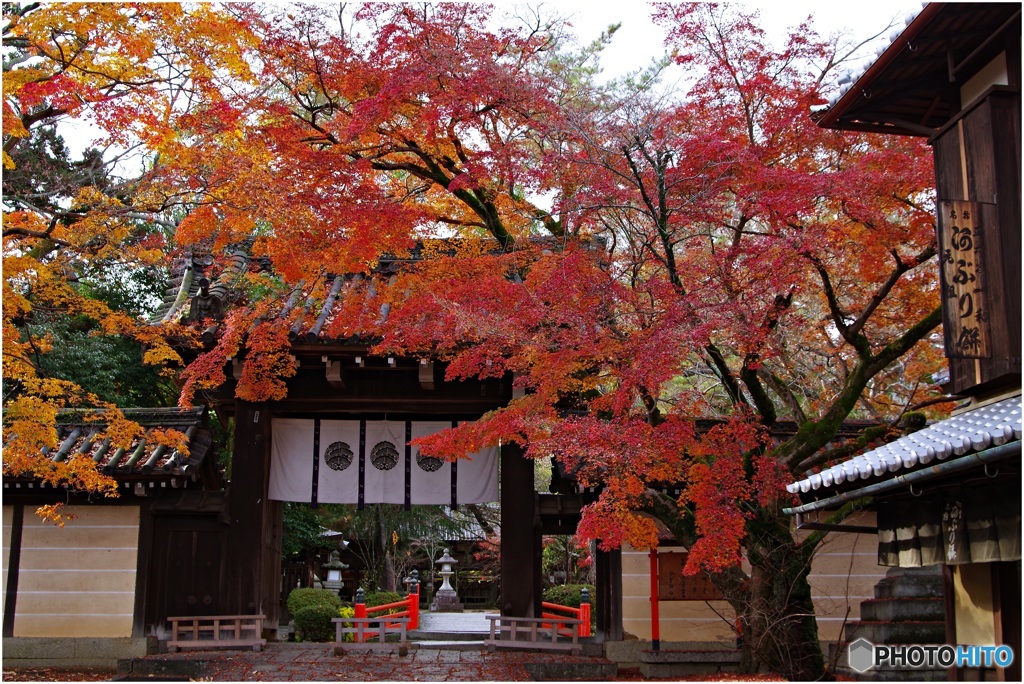 今宮神社東門前の紅葉