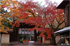 今宮神社東門前の紅葉