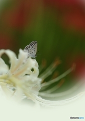 白花にしじみん、ちっちゃい♡がいっぱい♪