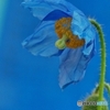 Blue ヒマラヤの青いケシ