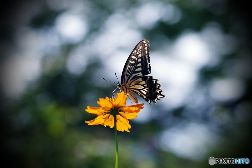 キバナコスモスにアゲハ蝶