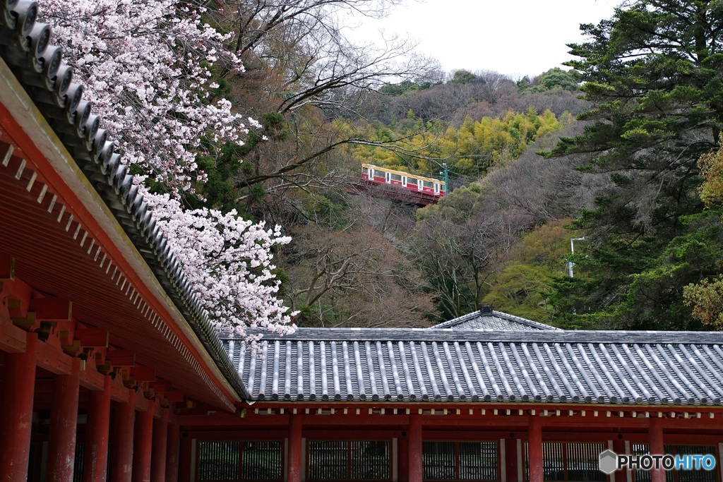 桜とケーブルカー