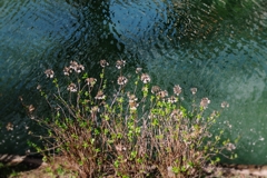 壕川の枯れ紫陽花