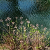 壕川の枯れ紫陽花