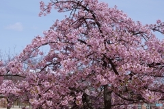 長居公園の河津桜