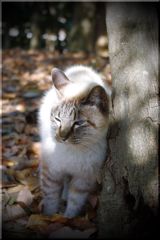 忘れられない猫