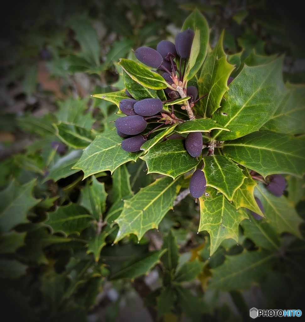 柊の黒い実 by *kayo* (ID:13482898) - 写真共有サイト:PHOTOHITO